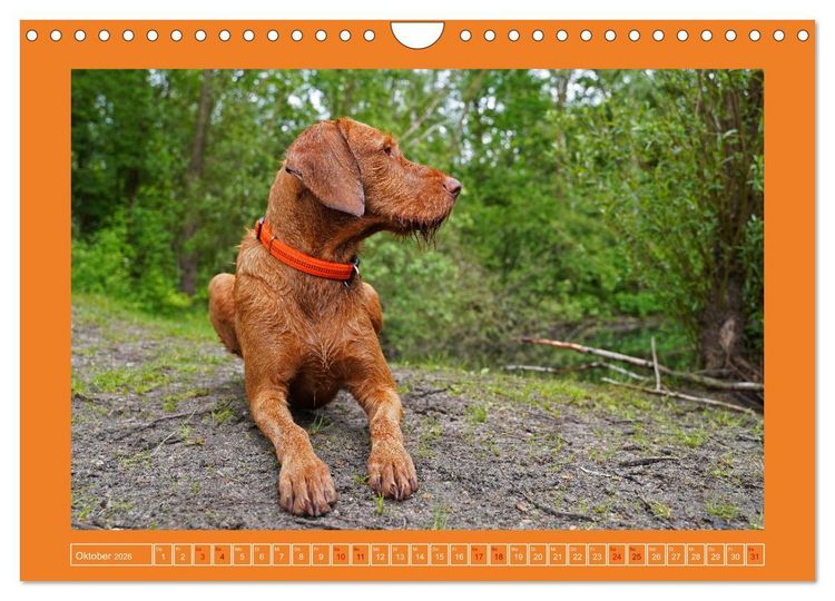 Produktbild: Faszination Magyar Vizsla (Wandkalender 2026 DIN A4 quer), CALVENDO Monatskalender