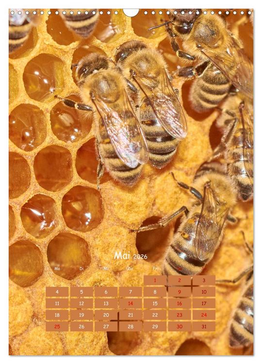 Produktbild: Gesch&auml;ftig wie im Bienenstock (Wandkalender 2026 DIN A3 hoch), CALVENDO Monatskalender