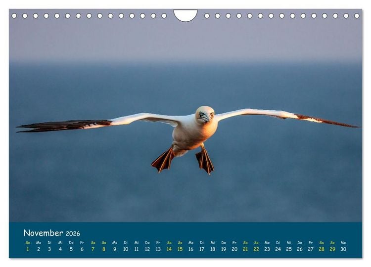 Produktbild: Helgol&auml;nder Basst&ouml;lpel 2026 (Wandkalender 2026 DIN A4 quer), CALVENDO Monatskalender