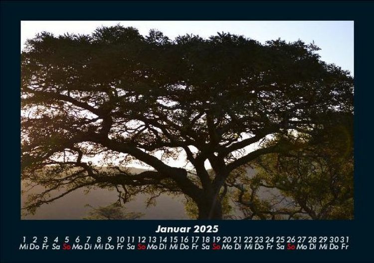 Produktbild: B&auml;ume 2025 Fotokalender DIN A5