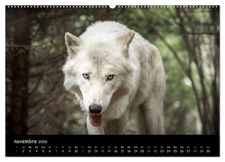 Produktbild: J'ai vu le loup (Calendrier mural 2026 DIN A2 vertical) calendrier de bureau