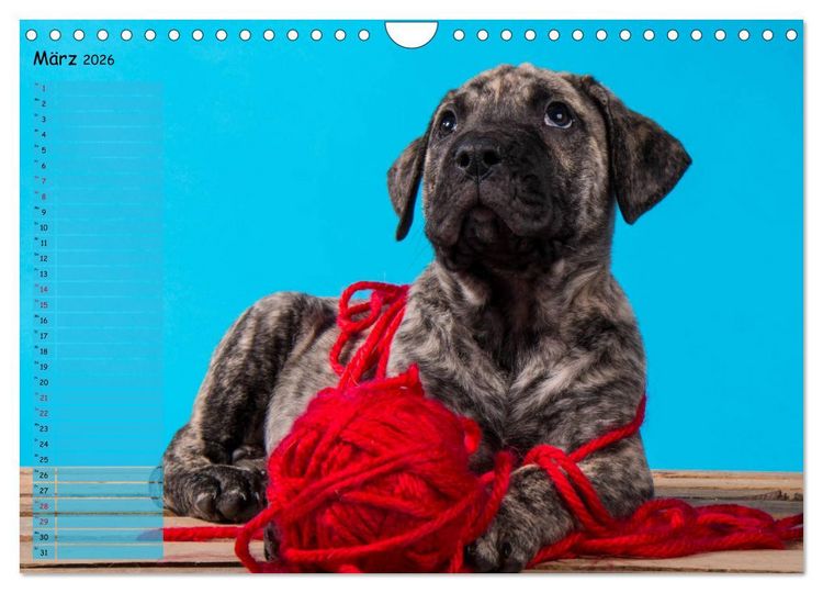 Produktbild: Dogo Canario (Wandkalender 2026 DIN A4 quer), CALVENDO Monatskalender