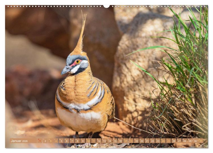 Produktbild: Tauben rund um die ganze Welt (Wandkalender 2026 DIN A2 quer), CALVENDO Monatskalender