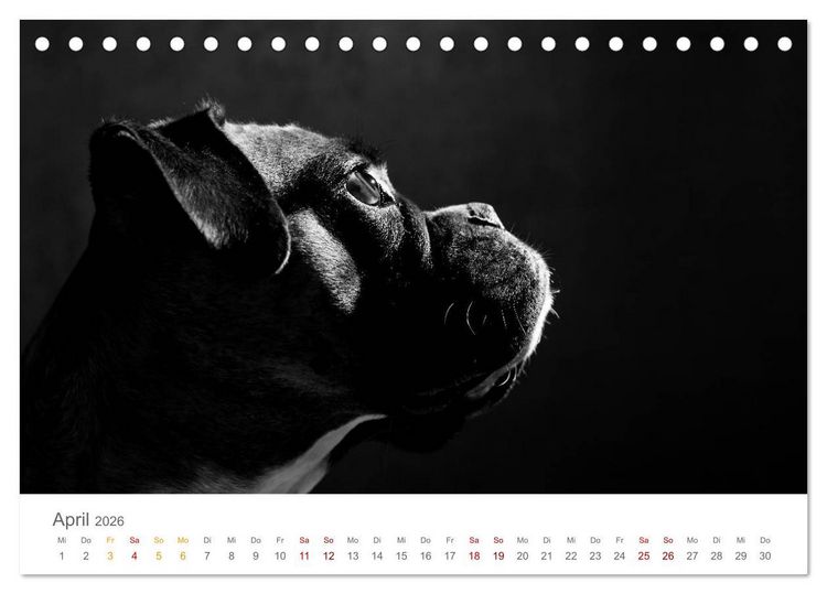 Produktbild: Hundeportraits Fine Art (Tischkalender 2026 DIN A5 quer), CALVENDO Monatskalender