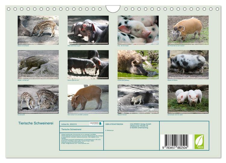 Produktbild: Tierische Schweinerei (Wandkalender 2026 DIN A4 quer), CALVENDO Monatskalender