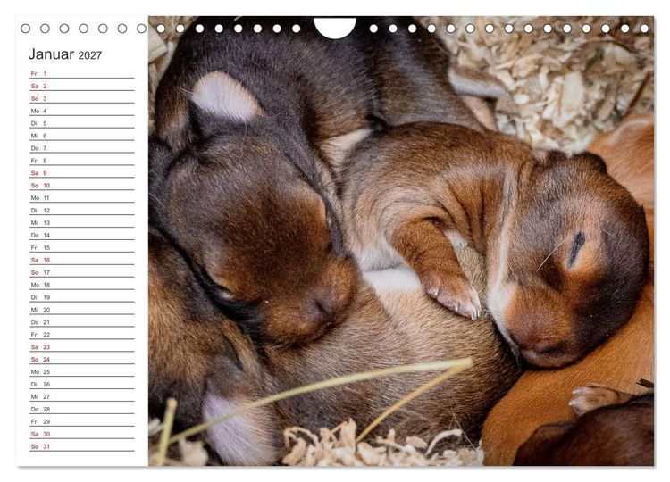 Produktbild: Eine gl&uuml;ckliche Kaninchenfamilie (Wandkalender 2027 DIN A4 quer), CALVENDO Monatskalender