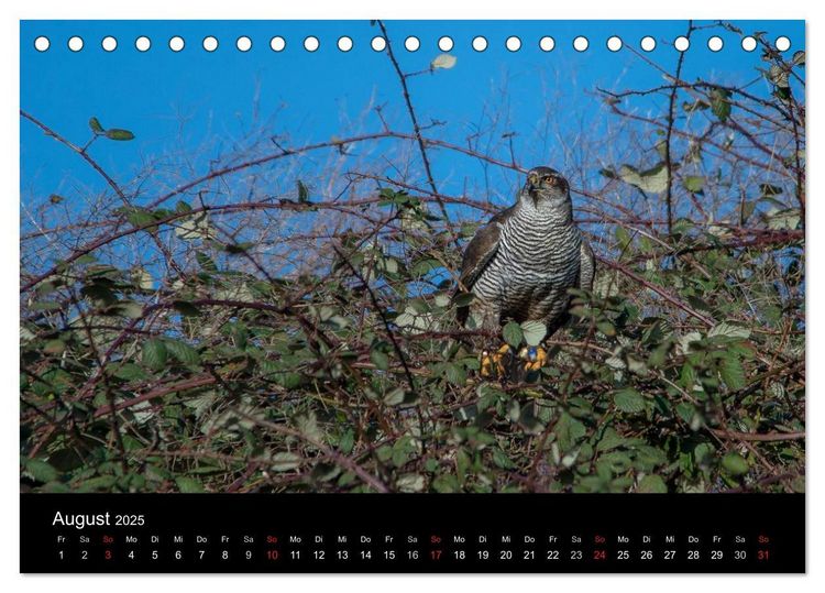 Falknerei Der Habicht (Tischkalender 2025 DIN A5 quer), CALVENDO Monatskalender
