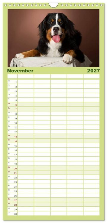 Produktbild: Familienplaner 2027 - Berner Sennenhunde mit 5 Spalten (Wandkalender, 21 x 45 cm) CALVENDO