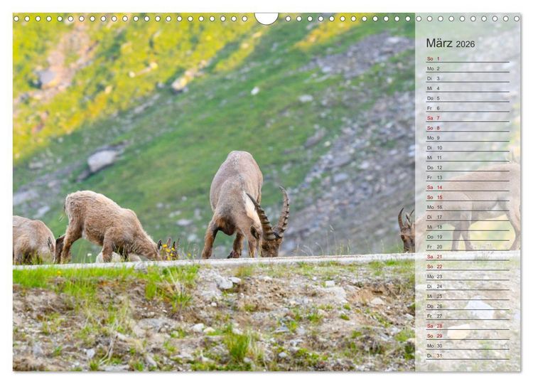 Produktbild: Bergk&ouml;nige - Steinb&ouml;cke im Blickpunkt der Naturforografie (Wandkalender 2026 DIN A3 quer), CALVENDO Monatskalender