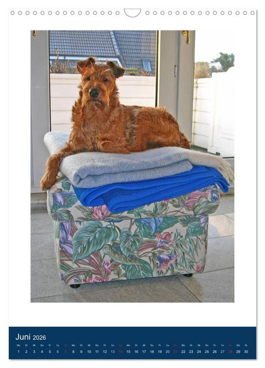 Produktbild: Kelly - Ein Irish Terrier macht Urlaub (Wandkalender 2026 DIN A3 hoch), CALVENDO Monatskalender