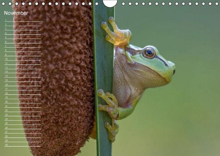 Produktbild: Nah ... N&auml;her ... MAKRO (Wandkalender immerw&auml;hrend DIN A4 quer)