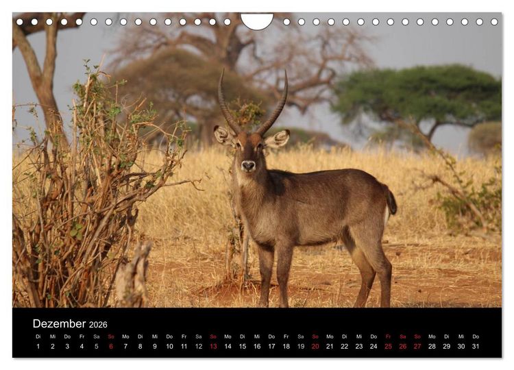 Produktbild: Tansania (Wandkalender 2026 DIN A4 quer), CALVENDO Monatskalender
