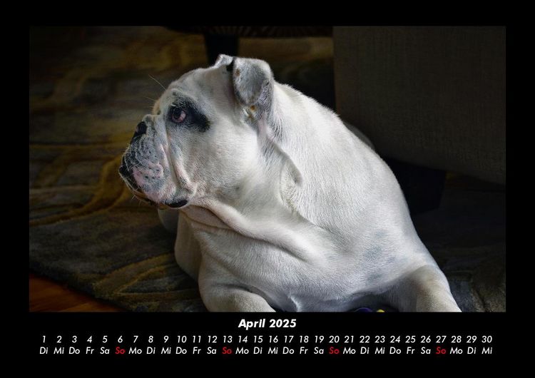 Produktbild: Hundezauber 2025 Fotokalender DIN A3