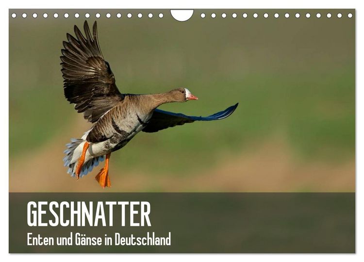 Produktbild: Geschnatter - Enten und G&auml;nse in Deutschland (Wandkalender 2026 DIN A4 quer), CALVENDO Monatskalender