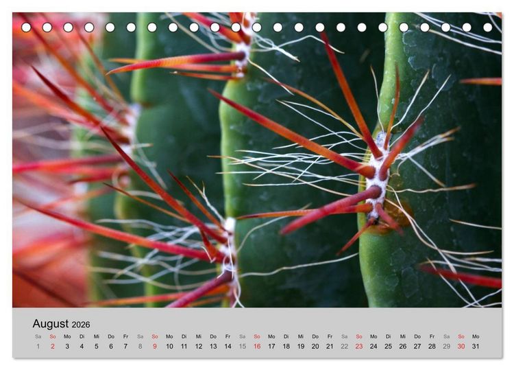 Produktbild: Bl&uuml;tensymphonie - Kakteen und Sukkulenten (Tischkalender 2026 DIN A5 quer), CALVENDO Monatskalender