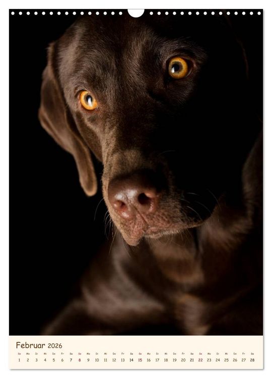 Produktbild: Labrador Retriever (Wandkalender 2026 DIN A3 hoch), CALVENDO Monatskalender