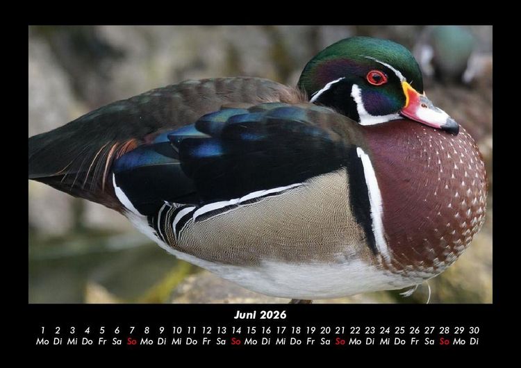 Produktbild: Enten 2026 Fotokalender DIN A3