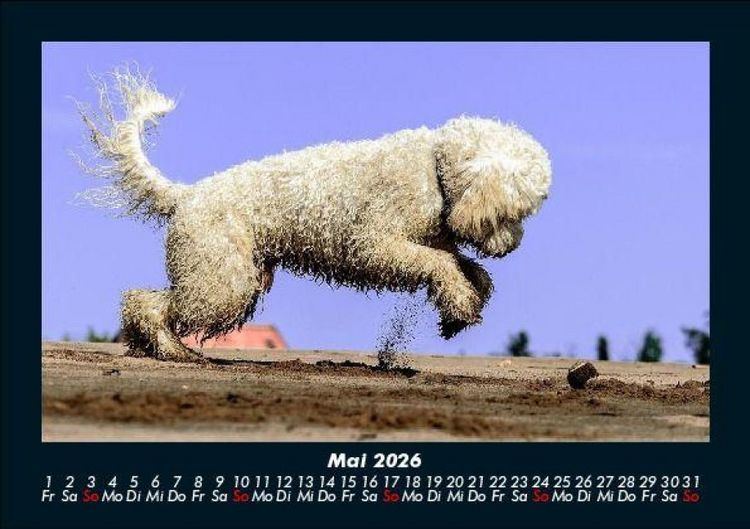 Produktbild: Hunde Kalender 2026 Fotokalender DIN A5