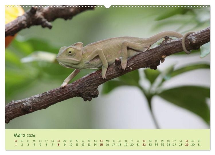 Produktbild: Augenblicke der Cham&auml;leons (hochwertiger Premium Wandkalender 2026 DIN A2 quer), Kunstdruck in Hochglanz