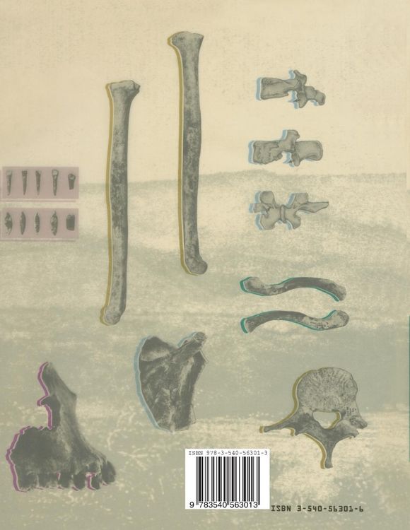 Produktbild: The Nariokotome Homo Erectus Skeleton