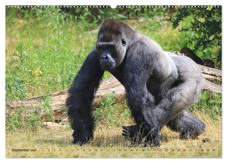 Produktbild: Flachlandgorillas in Apenheul (Wandkalender 2026 DIN A2 quer), CALVENDO Monatskalender