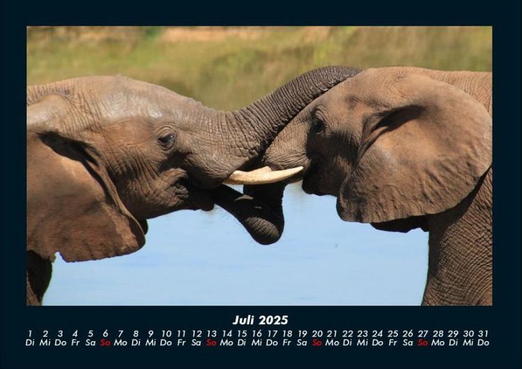 Produktbild: Der Elefantenkalender 2025 Fotokalender DIN A4
