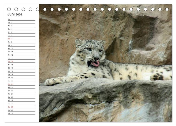 Produktbild: Der Schneeleopard (Tischkalender 2026 DIN A5 quer), CALVENDO Monatskalender