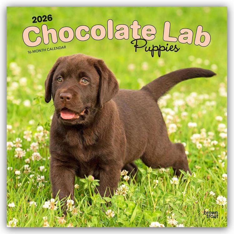 Produktbild: Chocolate Labrador Retriever Puppies – Braune Labrador Retriever Welpen 2026 – 16-Monatskalender