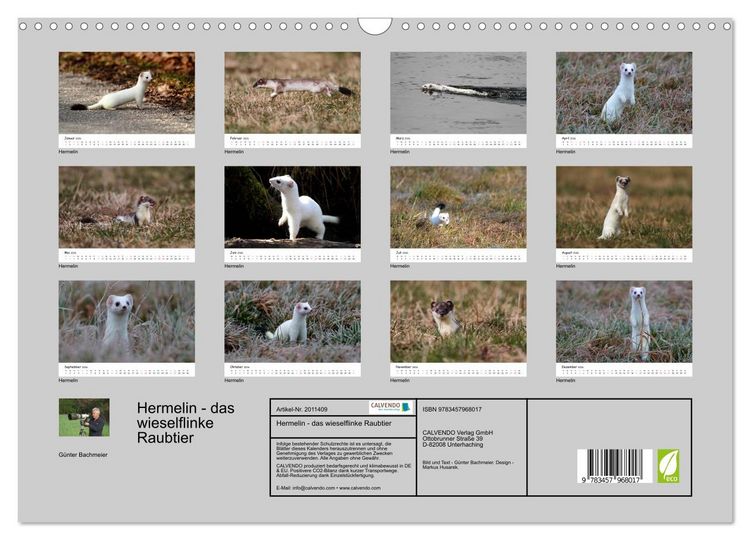 Produktbild: Hermelin - das wieselflinke Raubtier (Wandkalender 2026 DIN A3 quer), CALVENDO Monatskalender