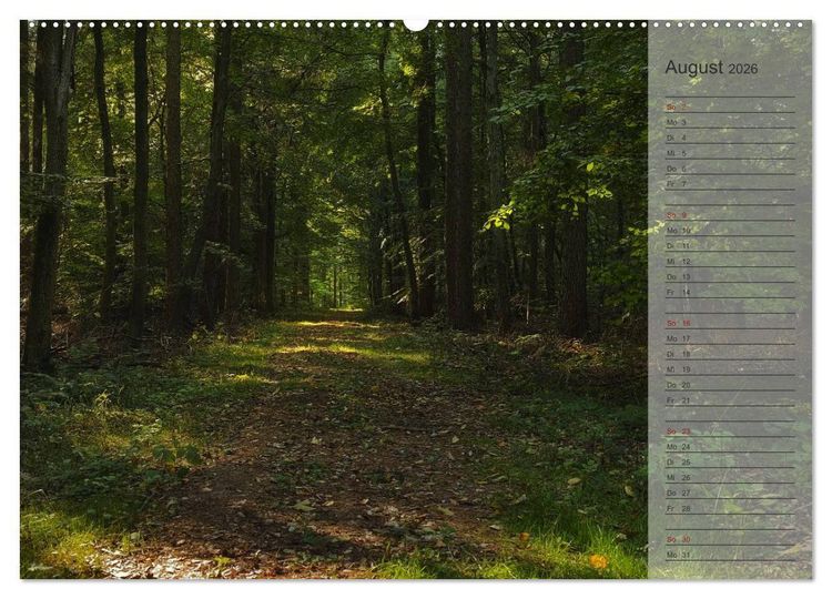 Produktbild: Unser Wald - Magische Sichten in norddeutsche W&auml;lder / Geburtstagskalender (hochwertiger Premium Wandkalender 2026 DIN A2 quer), Kunstdruck in Hochglanz