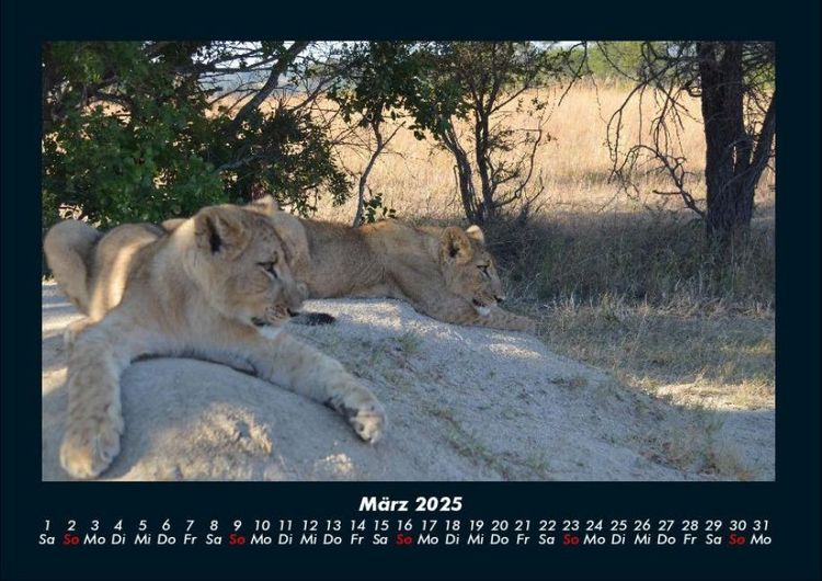 Produktbild: L&ouml;wen in der Wildnis 2025 Fotokalender DIN A4