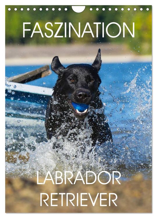Produktbild: Faszination Labrador Retriever (Wandkalender 2026 DIN A4 hoch), CALVENDO Monatskalender