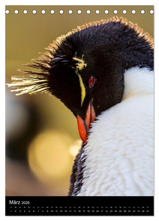 Produktbild: Hallo Pinguin (Tischkalender 2026 DIN A5 hoch), CALVENDO Monatskalender