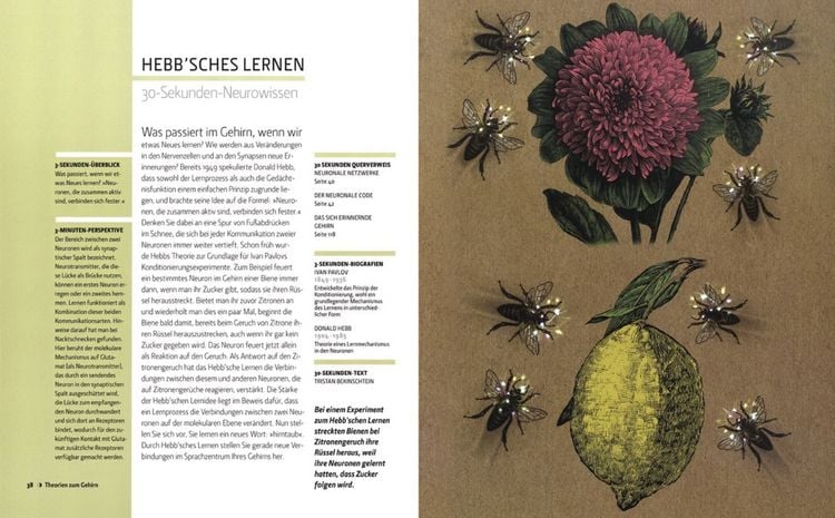 Produktbild: Das Gehirn in 30 Sekunden