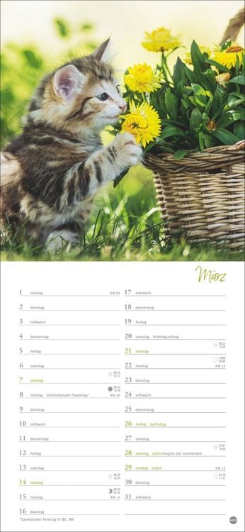 Produktbild: Katzen slim - Auf sanften Pfoten Kalender 2027