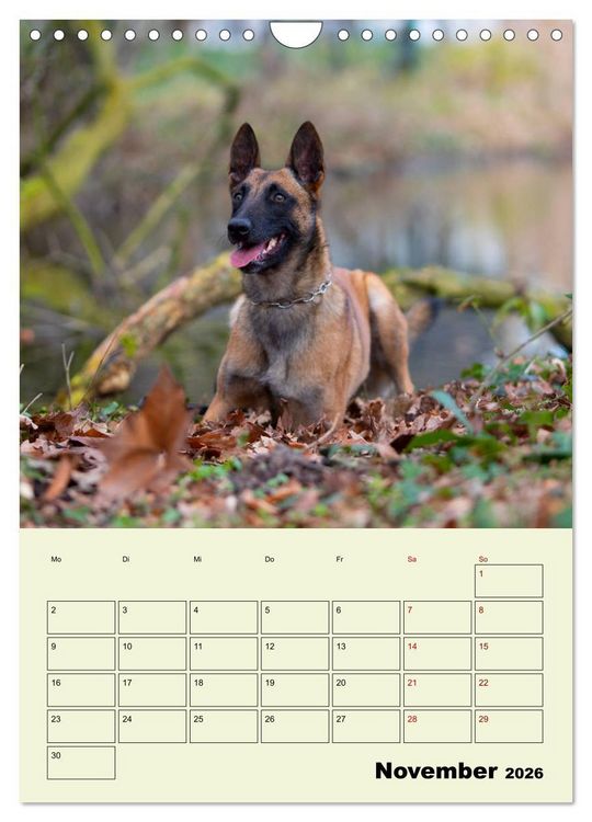 Produktbild: Malinois verl&auml;ssliche Begleiter (Wandkalender 2026 DIN A4 hoch), CALVENDO Monatskalender