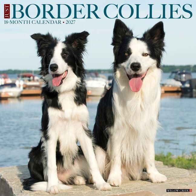 Produktbild: Border Collies 2027 12 X 12 Wall Calendar