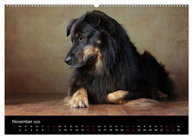 Produktbild: Charmante Australian Shepherds (Wandkalender 2026 DIN A2 quer), CALVENDO Monatskalender