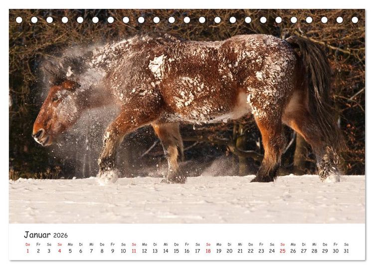 Produktbild: Kaltblut - schwere Pferde mit Herz (Tischkalender 2026 DIN A5 quer), CALVENDO Monatskalender