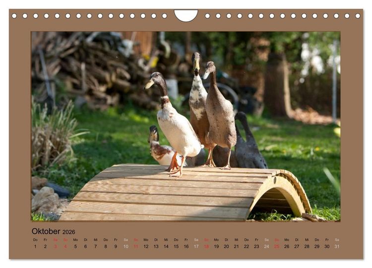 Produktbild: Laufenten immer was zu Schnattern (Wandkalender 2026 DIN A4 quer), CALVENDO Monatskalender
