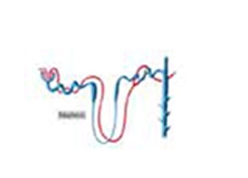 Produktbild: Estimation of Blood Urea and Calculation of Urea Clearance