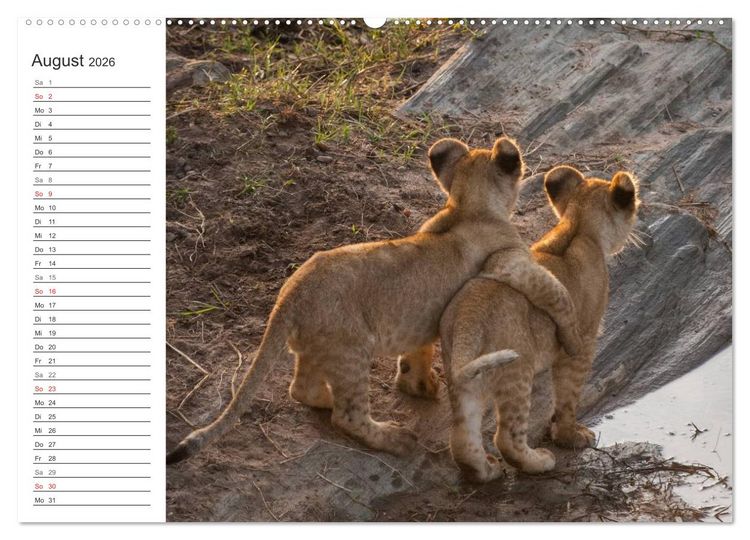 Produktbild: Emotionale Momente: L&ouml;wenbabys - so s&uuml;&szlig;. (hochwertiger Premium Wandkalender 2026 DIN A2 quer), Kunstdruck in Hochglanz