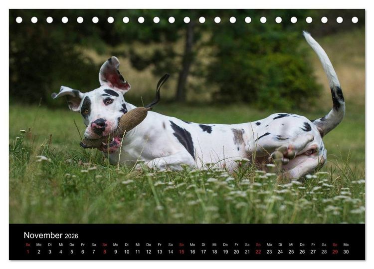 Produktbild: Deutsche Dogge 2026 (Tischkalender 2026 DIN A5 quer), CALVENDO Monatskalender