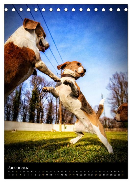 Produktbild: Beagle Action - Wilde Kuscheltiere (Tischkalender 2026 DIN A5 hoch), CALVENDO Monatskalender