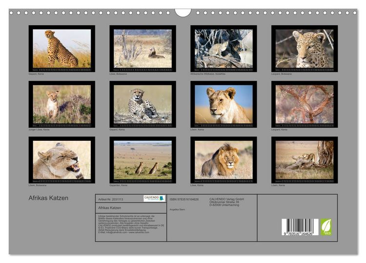 Produktbild: Afrikas Katzen (Wandkalender 2026 DIN A3 quer), CALVENDO Monatskalender