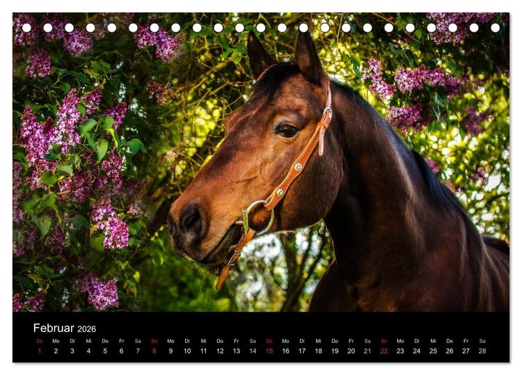 Produktbild: Pferde Tr&auml;ume (Tischkalender 2026 DIN A5 quer), CALVENDO Monatskalender
