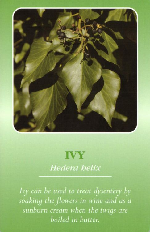 Produktbild: Herbal Recognition Cards GB