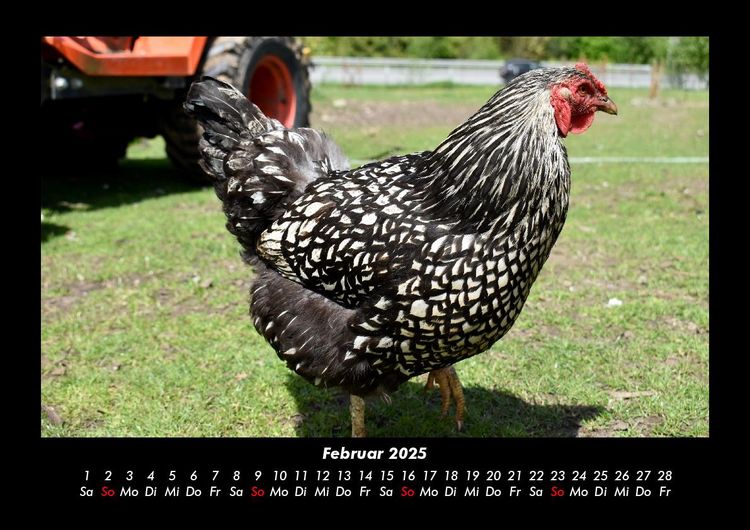 Produktbild: Tiere auf dem Bauernhof 2025 Fotokalender DIN A3