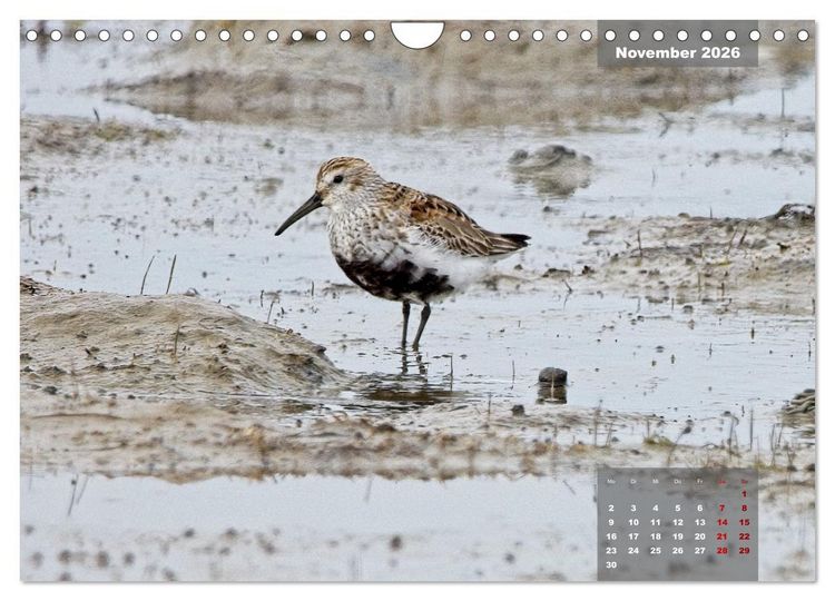 Produktbild: Naturparadies Nordstrand und Beltringharder Koog (Wandkalender 2026 DIN A4 quer), CALVENDO Monatskalender