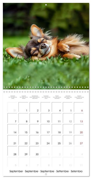 Produktbild: Cute Chihuahua (Wall Calendar 2026 12 &times; 12 Inch) CALVENDO 12 Month Wall Calendar